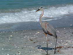 Crane on Venice Beach, Florida